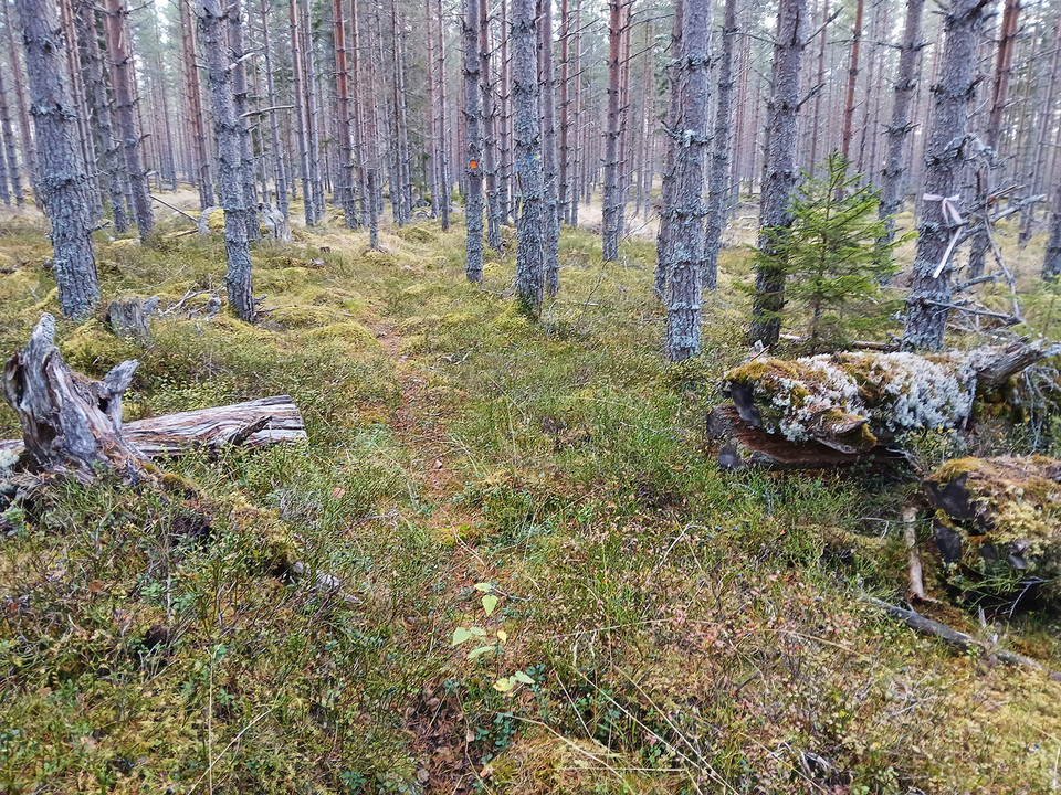 Den gamla ratade stocken