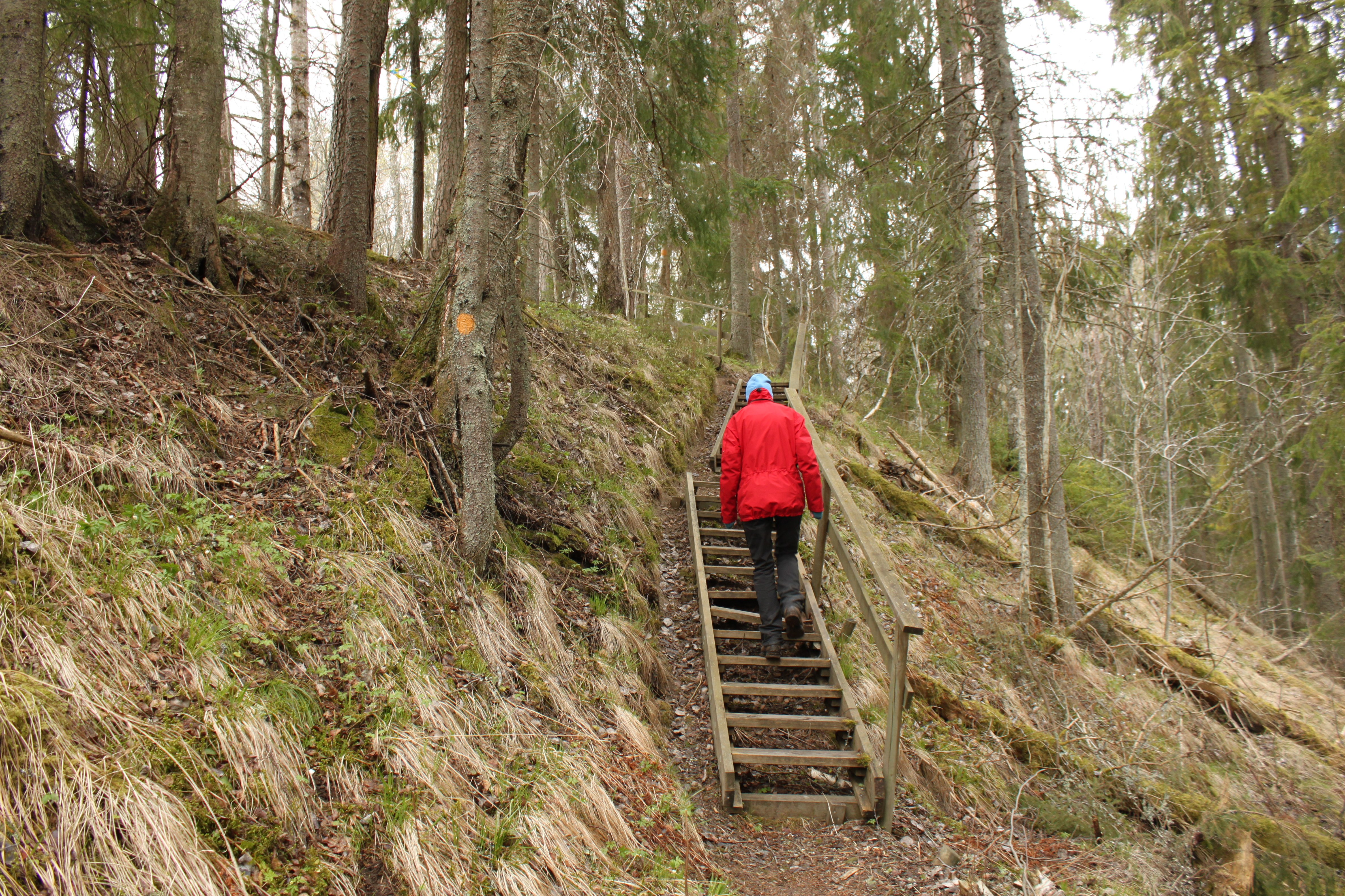 En person går uppför en brant trätrappa med handräcke på ena sidan. Runtom trappan står många träd i en brant sluttning.