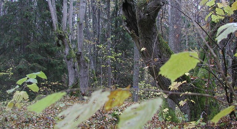Fotograf: Daniel Cluer