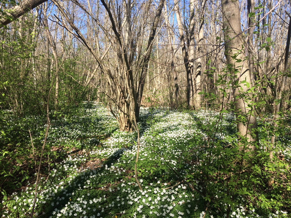 Karshult i vårskrud