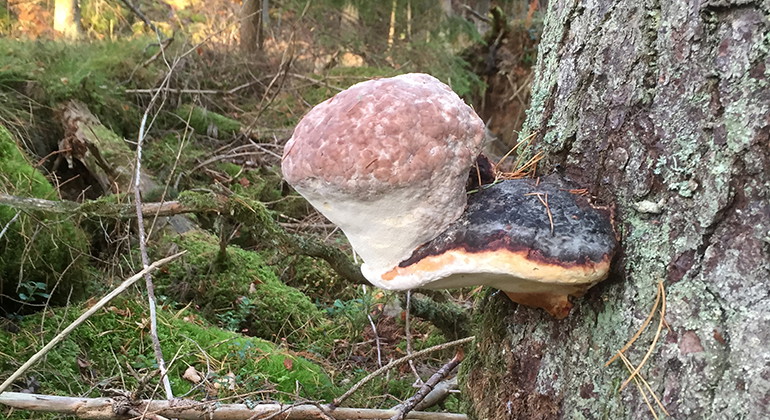 Parasit som växer på parasit.