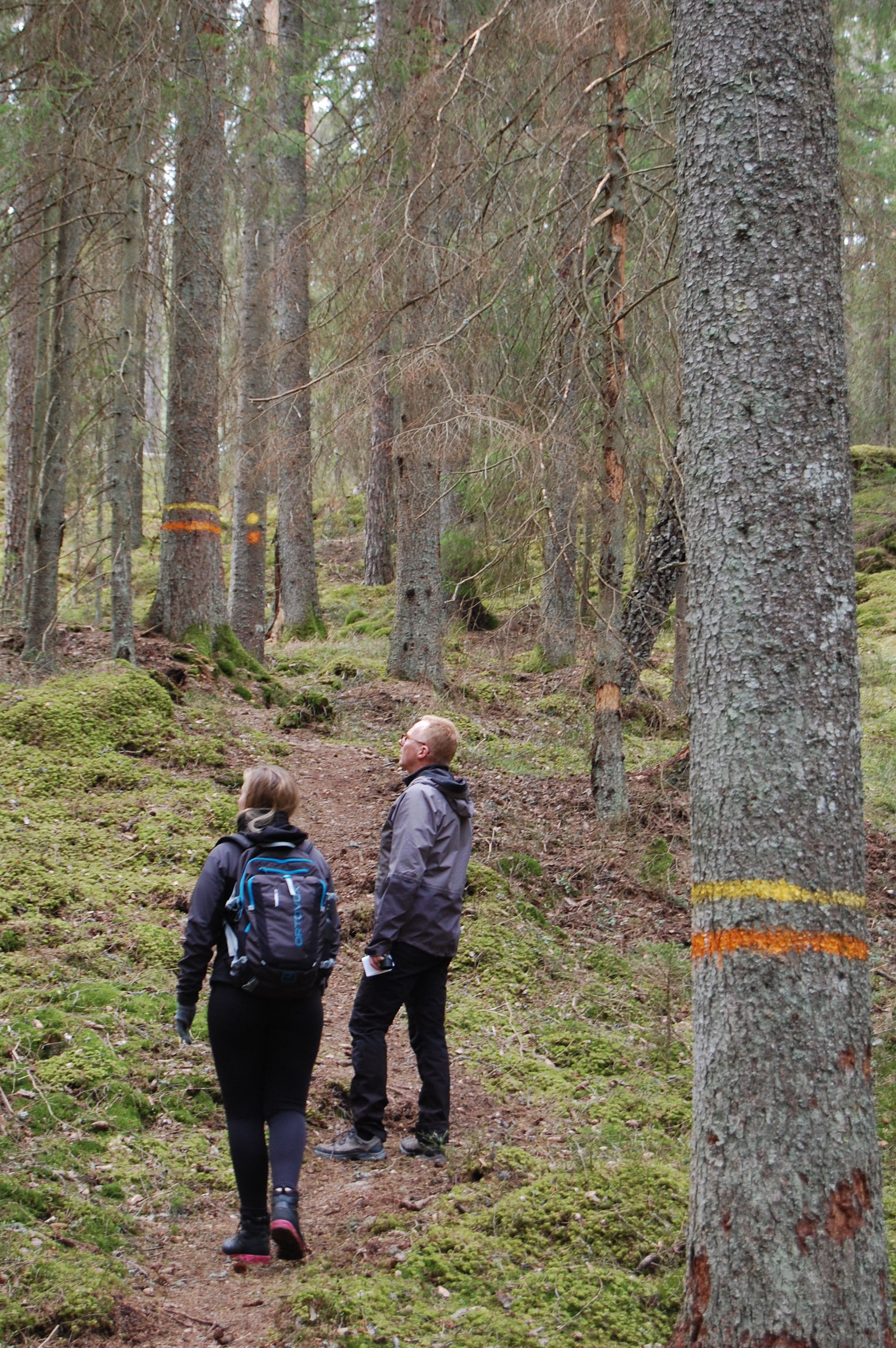 Stora Fjället rundan