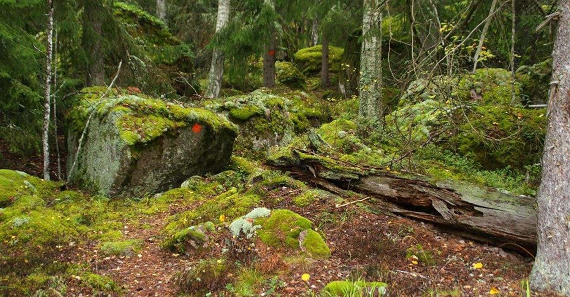 Eklabo vindskydd - skog Boxholm