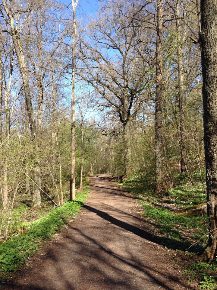 Bild på en naturstig med stora ekar längre fram