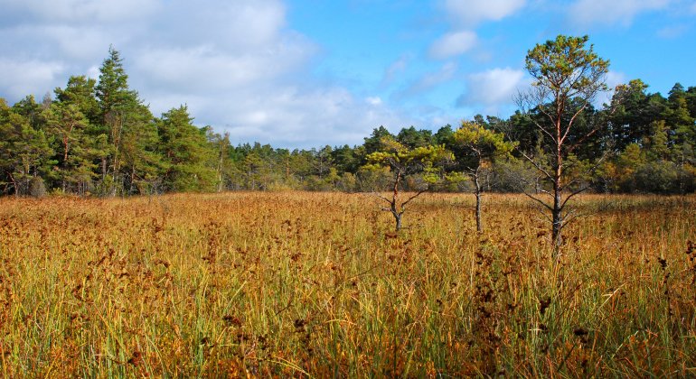 Langmyr är reservatets största agmyr.