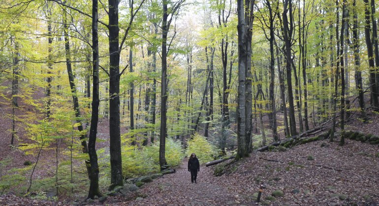 en person går i skogen