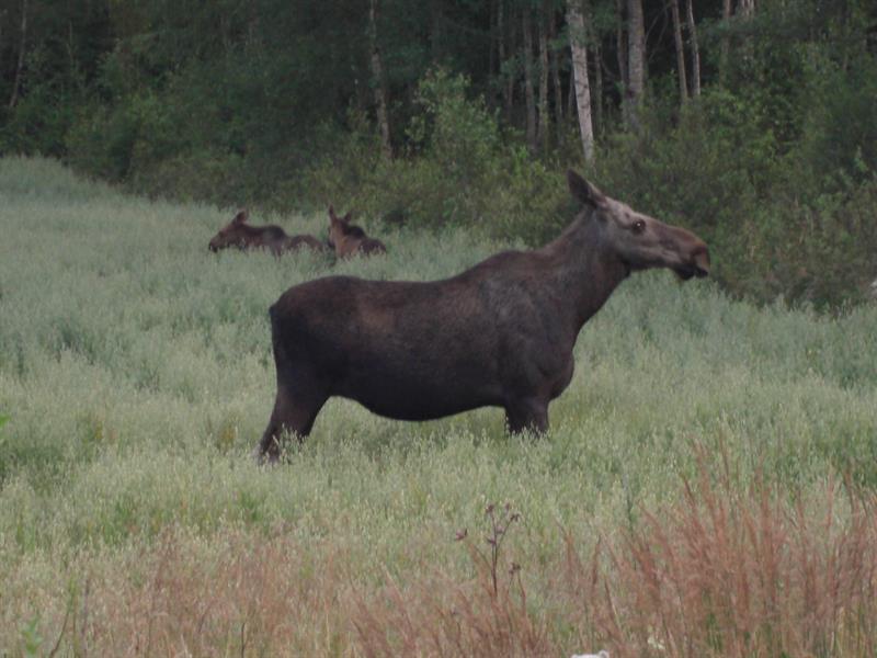 Moose safari in Trøgstad