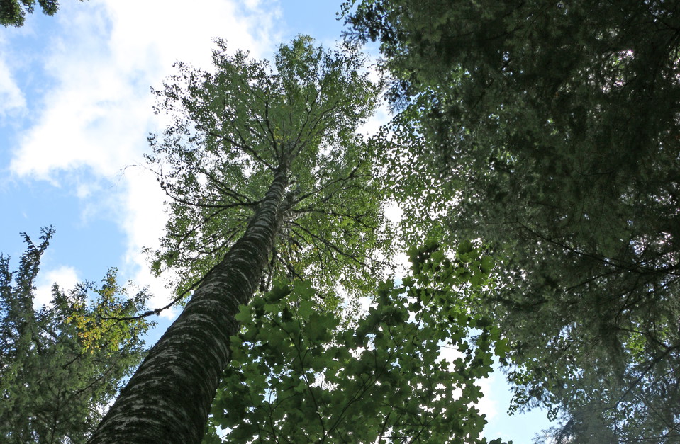 Trädtoppar och himmel.