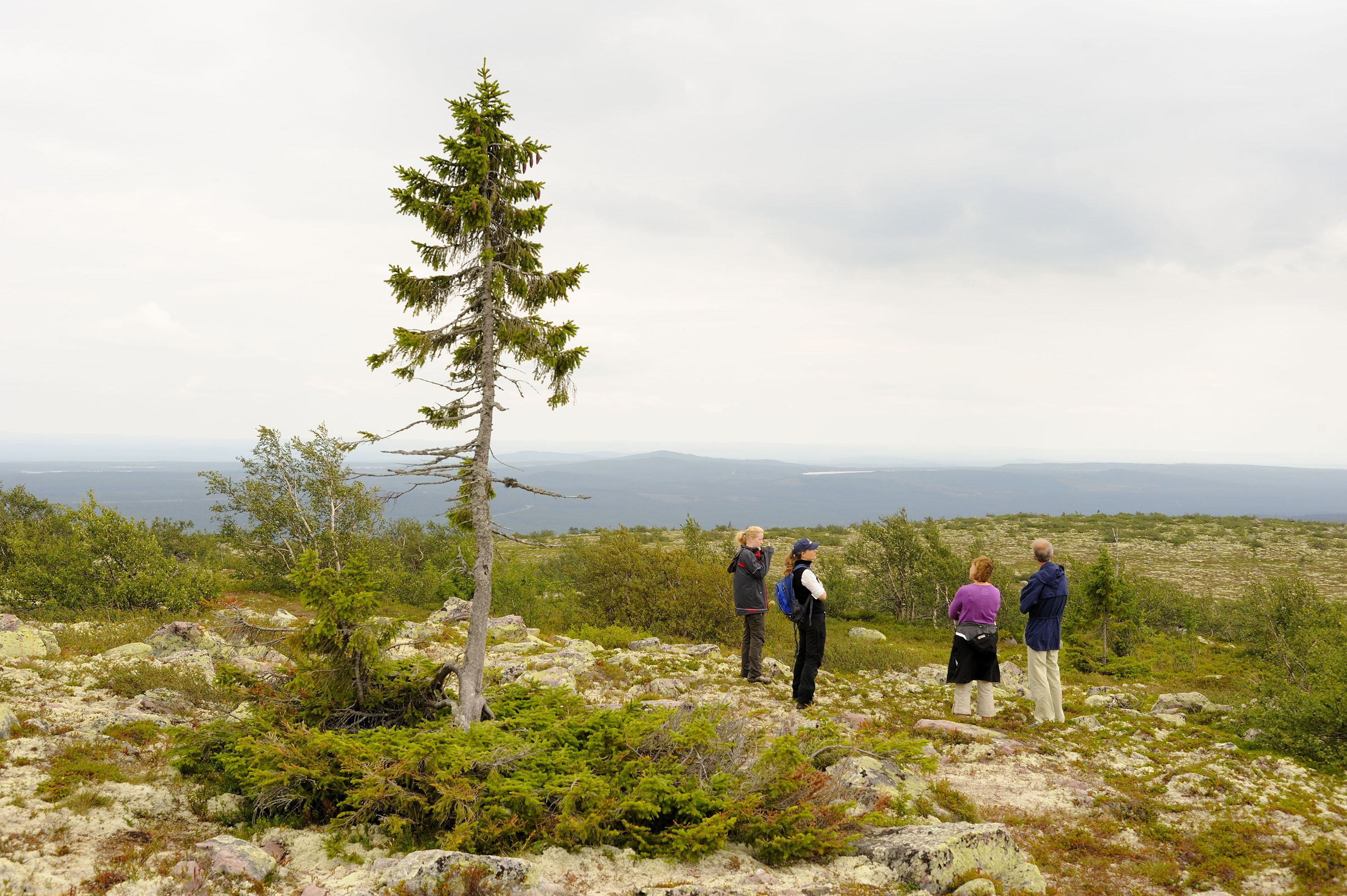 Världens äldsta träd, Old Tjikko i Fulufjällets nationalpark.