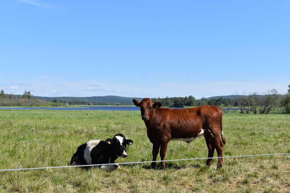 Korna trivs vid Stadssjön.