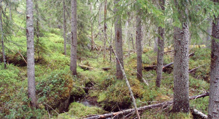 Skog i Trolltjärns naturreservat.