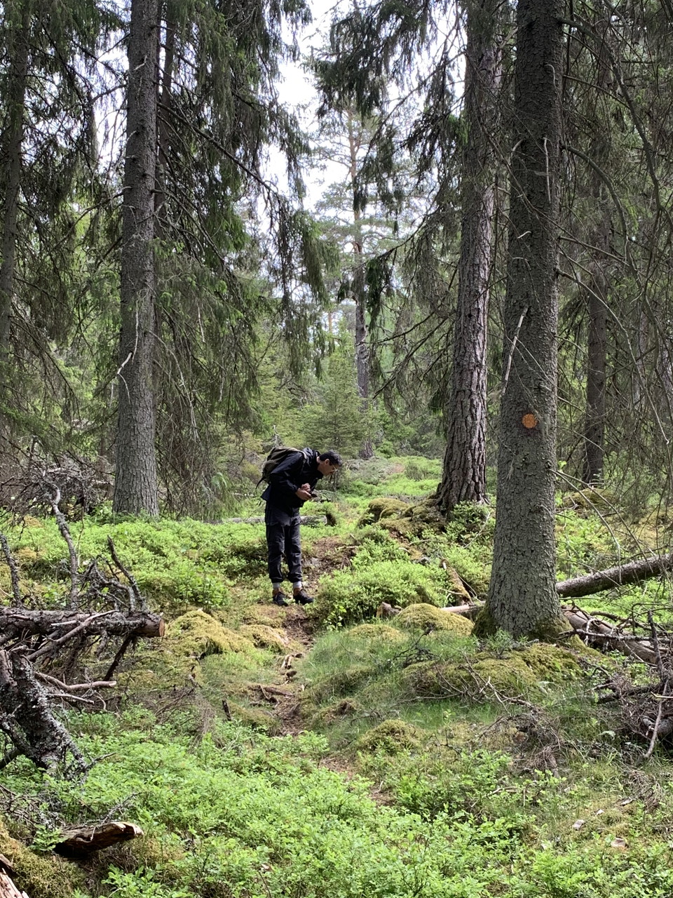 Mycket spännande att se längs vandringsleden i Gullunge naturreservat.