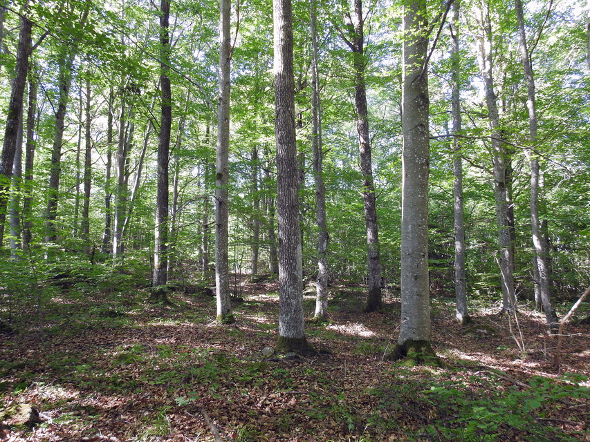 Hjorthagen med mäktiga bokträd. Foto Malin Björn