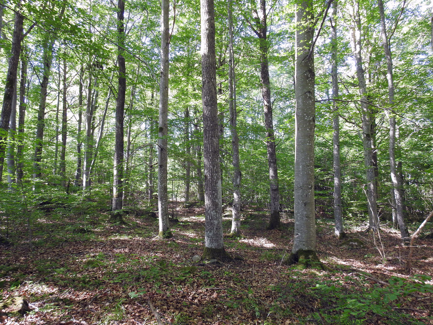 Hjorthagen med mäktiga bokträd. Foto Malin Björn