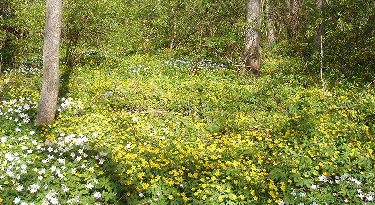 Vit- och gulsippor