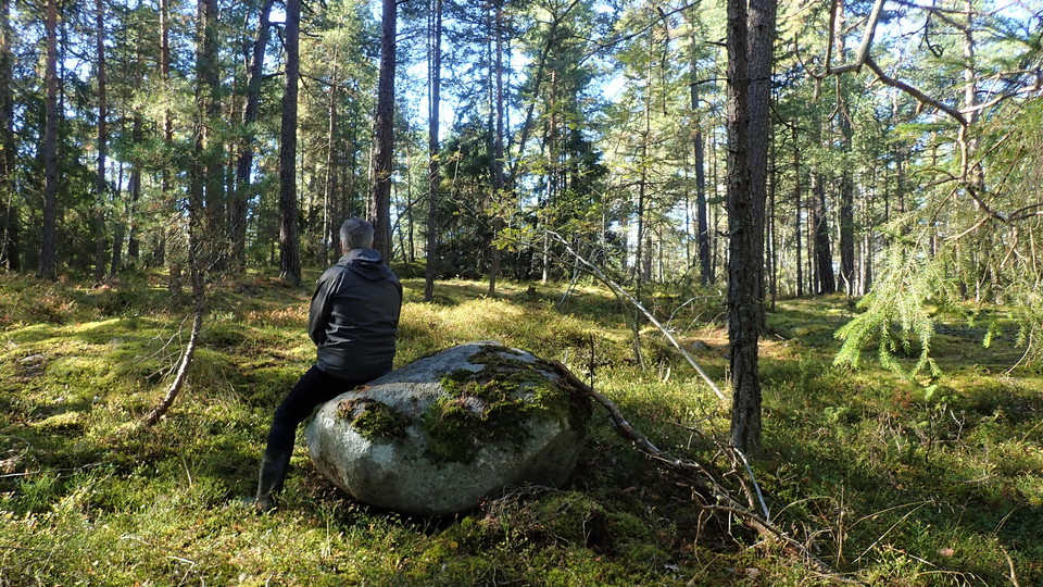 Skog på västra Bosön. Foto Lidingö stad
