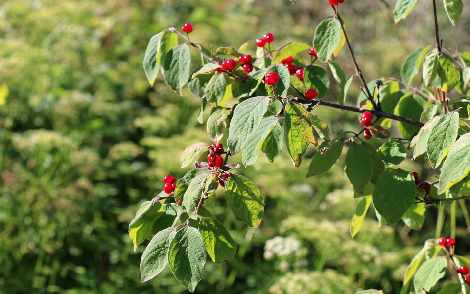 Röda bär på en buske.
