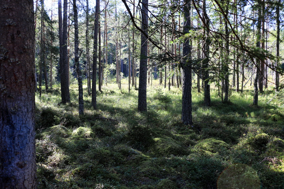 Solen letar sig in i skogen och gör den trolsk.