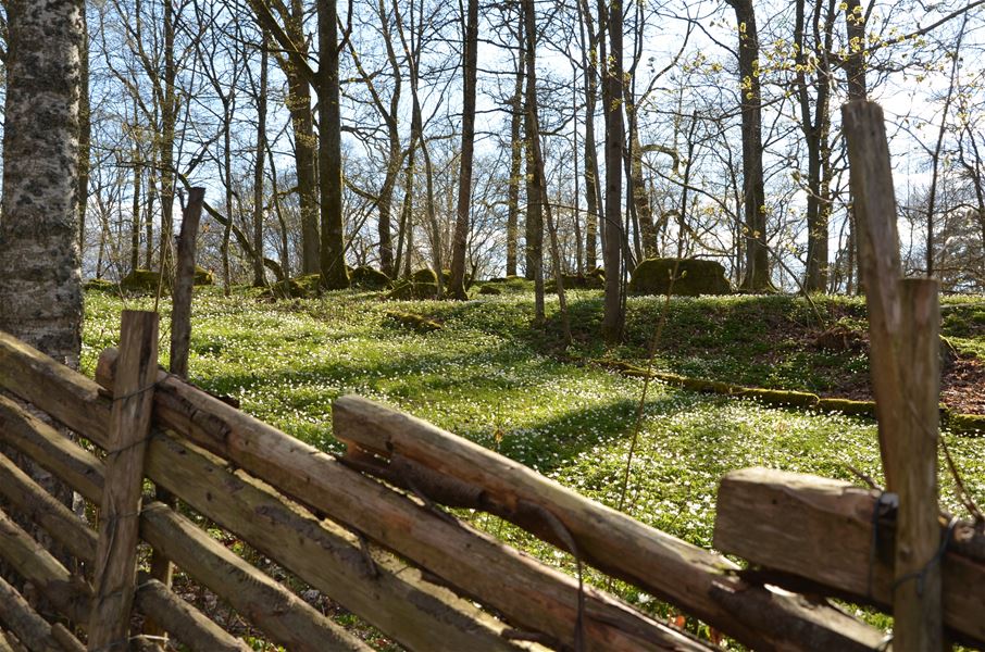 Gärdsgård vid Bökhultshagar
