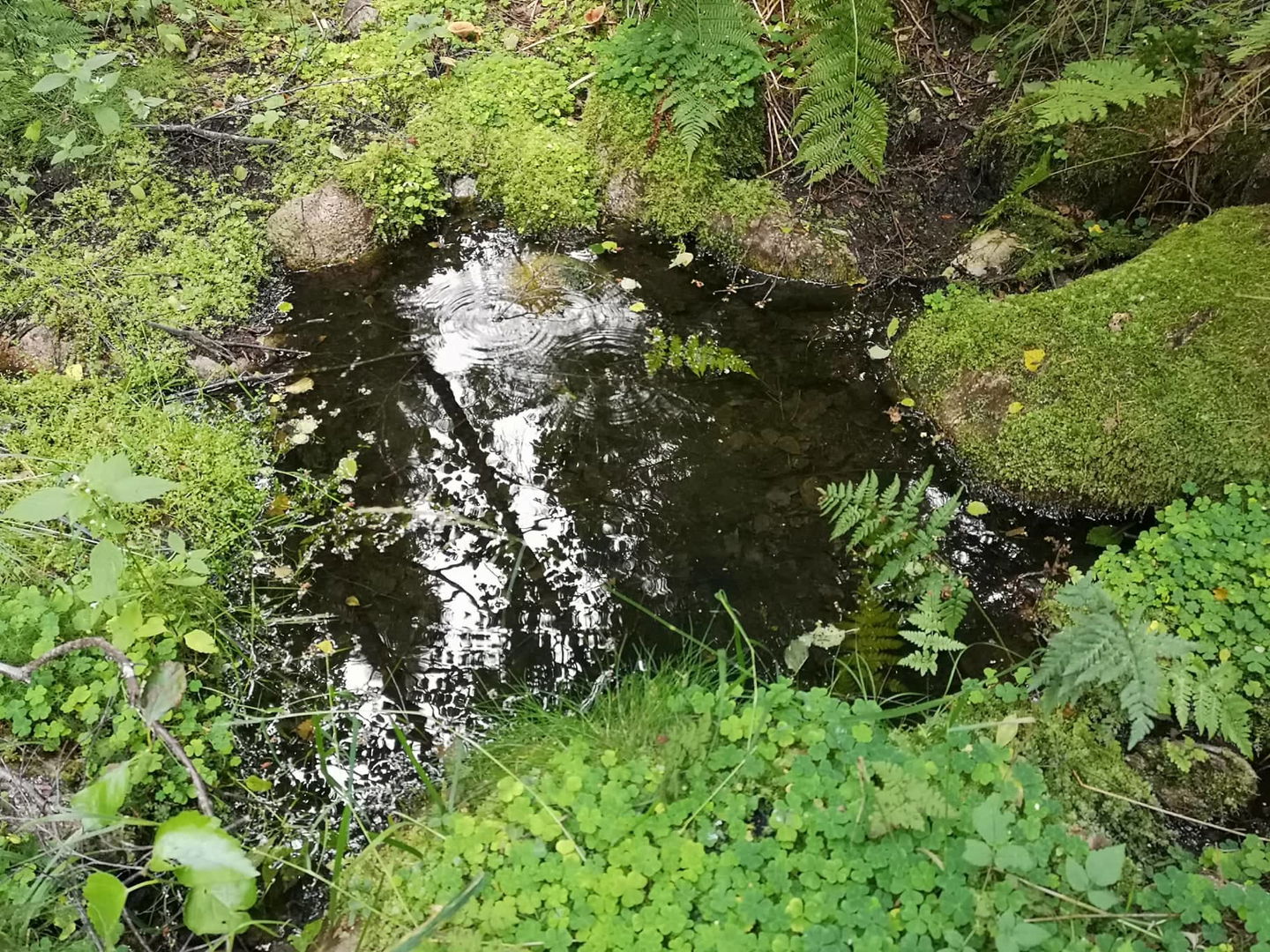 Källa nedanför Holst stuga