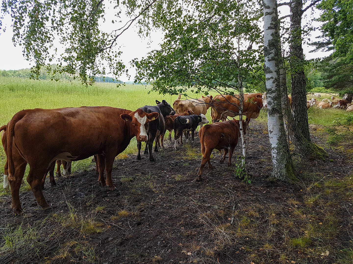 Kossor i hagarna längs med Edsviken.