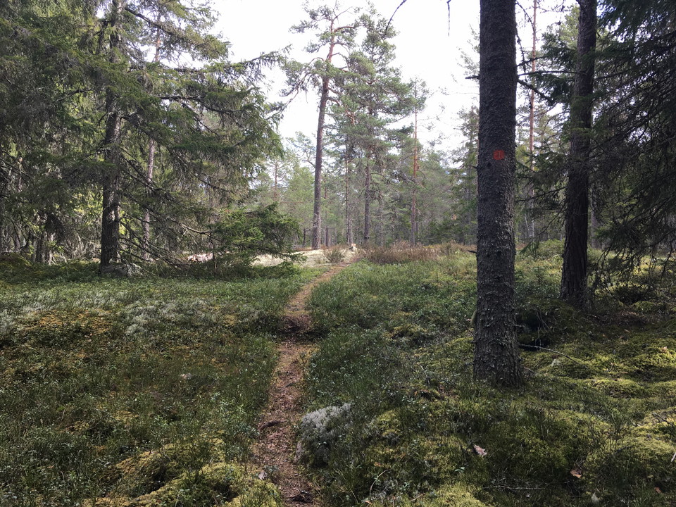 En smal skogsstig leder upp på hällmarker