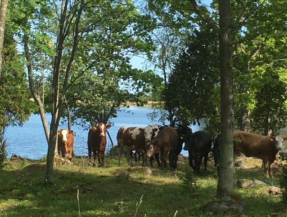 Kor i betesmark vid havet