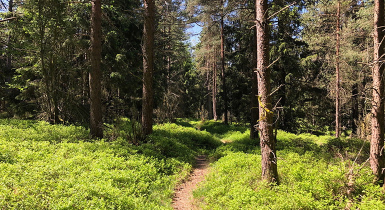 skog med en stig