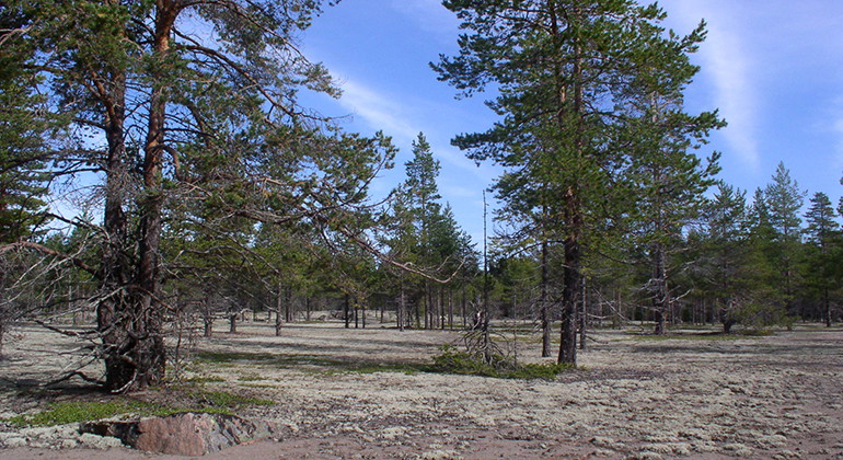 Bockön.