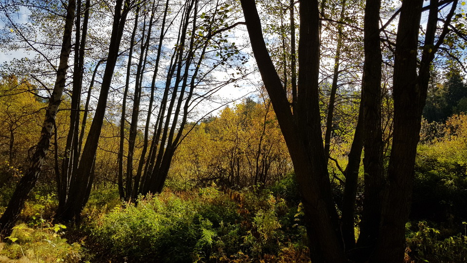Skog mellan Trolldalen och Sticklinge. Foto Lidingö stad