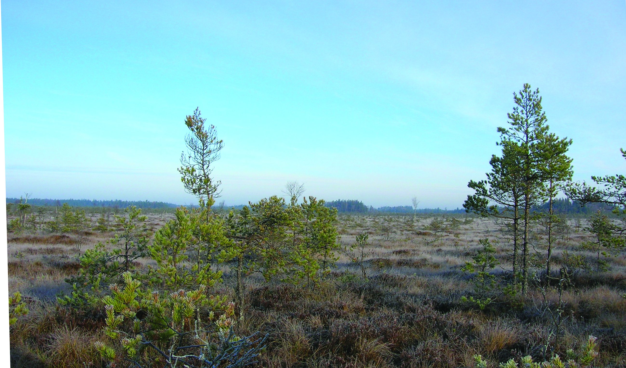 Vidsträckt myrmark med tunna unga tallar och skog långt bort i bakgrunden.