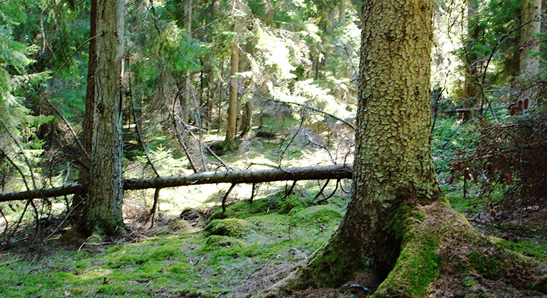 Fotograf: Martin Hägerås