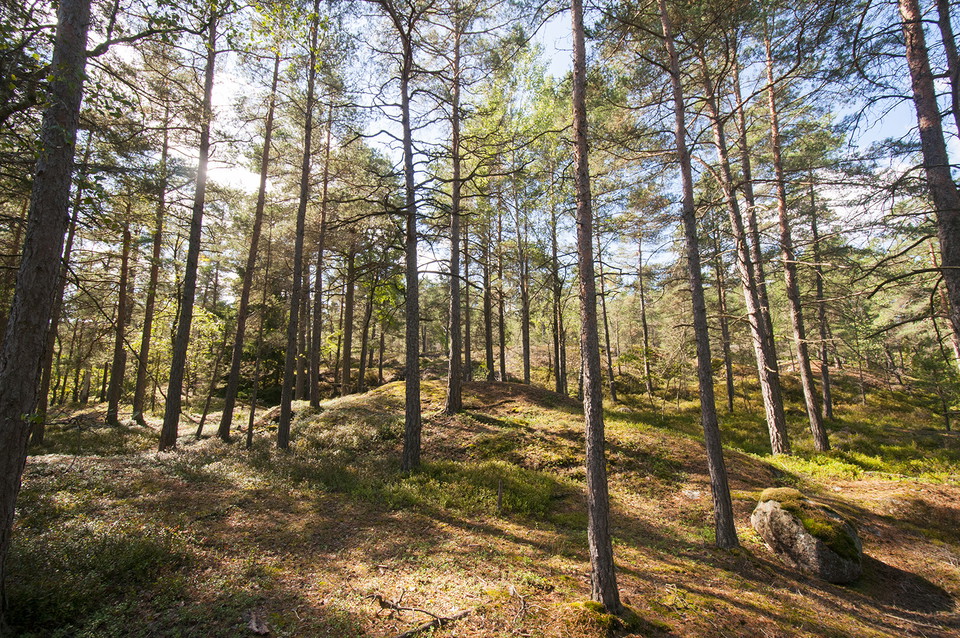 Foto: Johan Pontén
