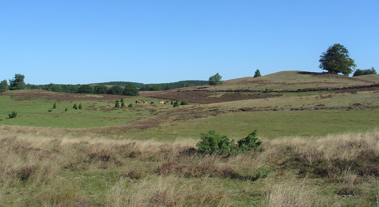 Böljande kullar i Björshus naturreservat.