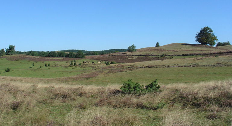 Böljande kullar i Björshus naturreservat.