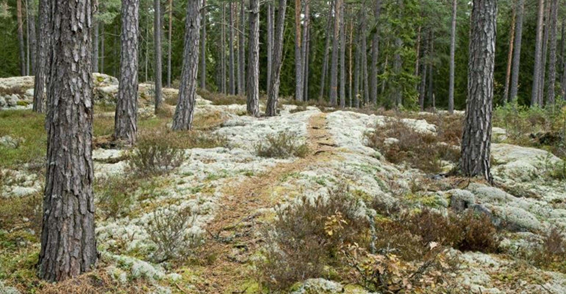 Ekhultebergens naturreservat