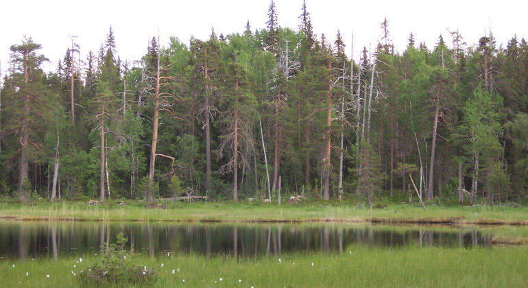 Den orörda urskogen i Ensjölokarna.