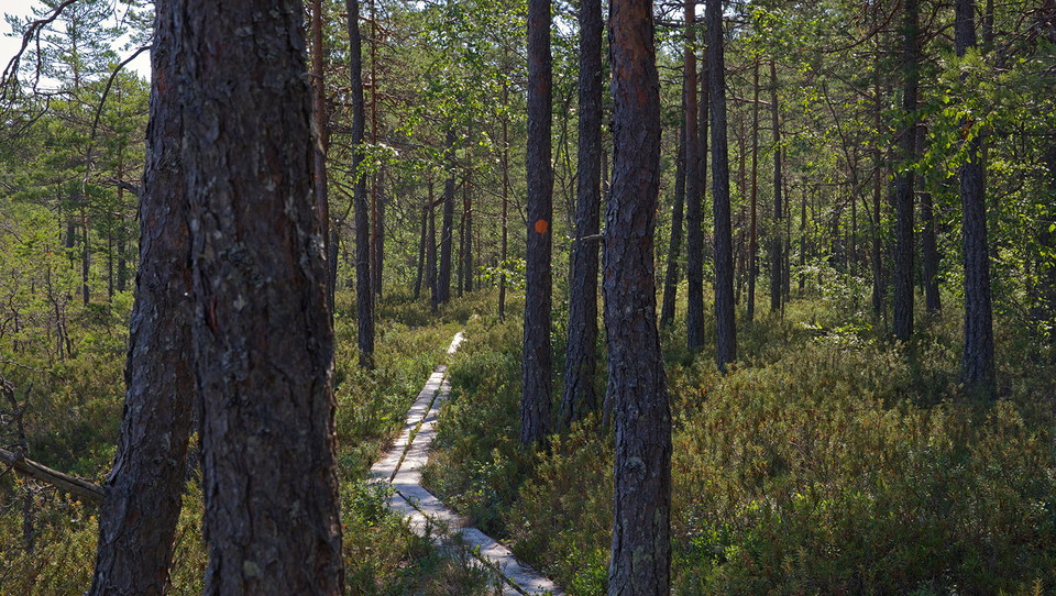 Stigen slingrar sig fram bland trädstammarna