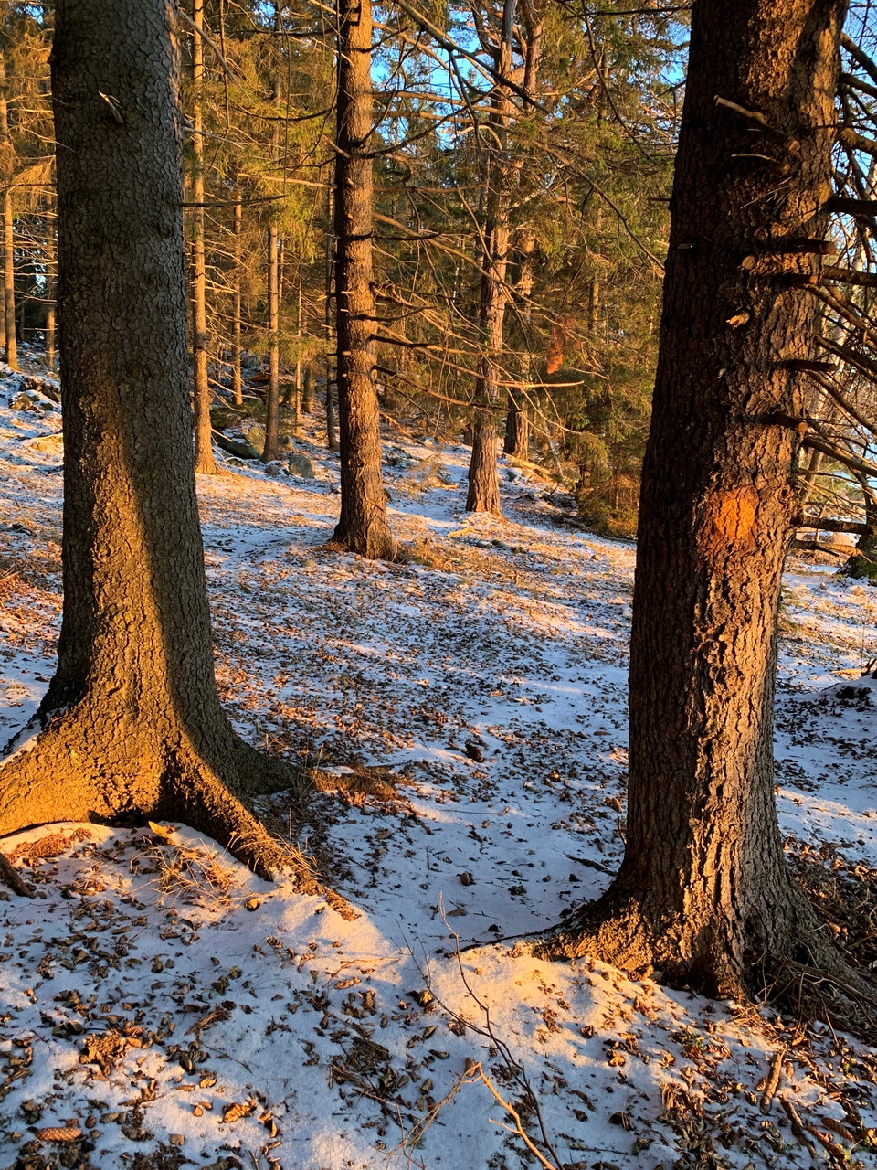 Eftermiddagssolen förgyller trädens bark.