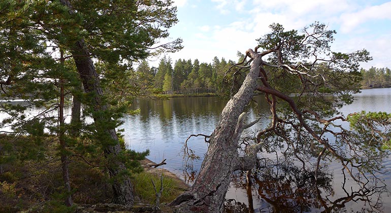 Flera sjöar finns i Brevens tallskogar.