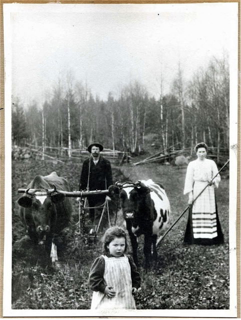 Carl Öhrström plöjer på Råsen i Skärsnäs tillsammans med sin familj Anna och dottern Berta någon gång 1880-1900. 