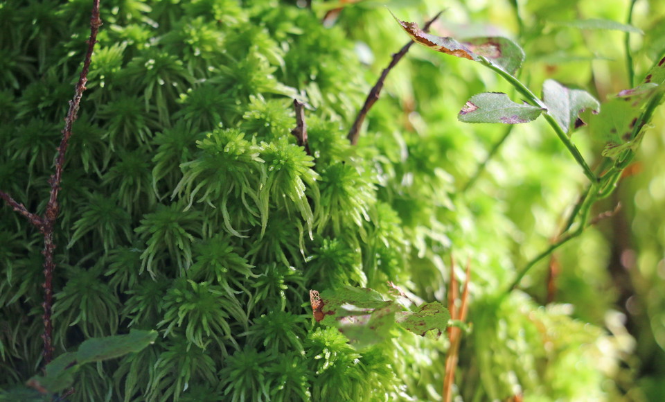 Grön fordig mossa i närbild.