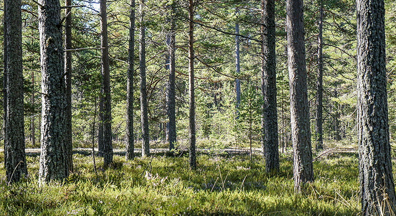 Tallskog.
