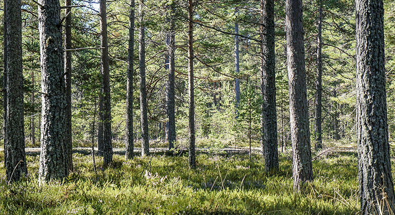 Tallskog.
