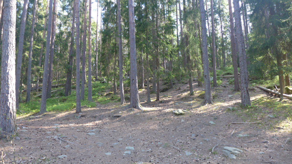 Skogskänsla