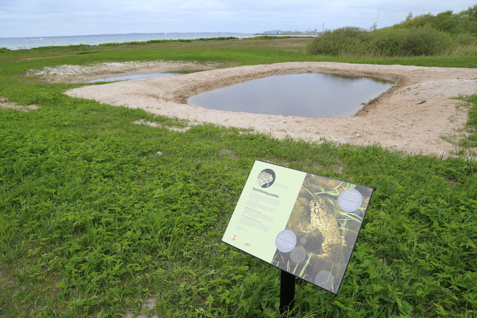 En av padd-dammarna på Örby ängar
