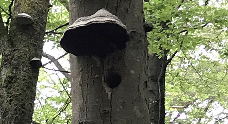 Hålträd.