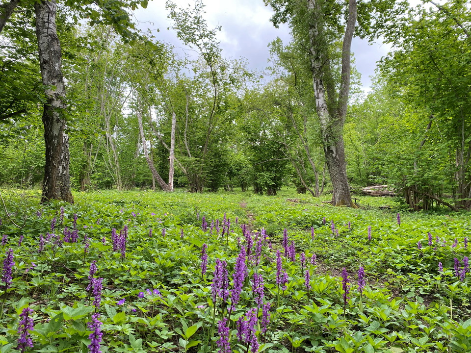 Blommande orkideer längs stig