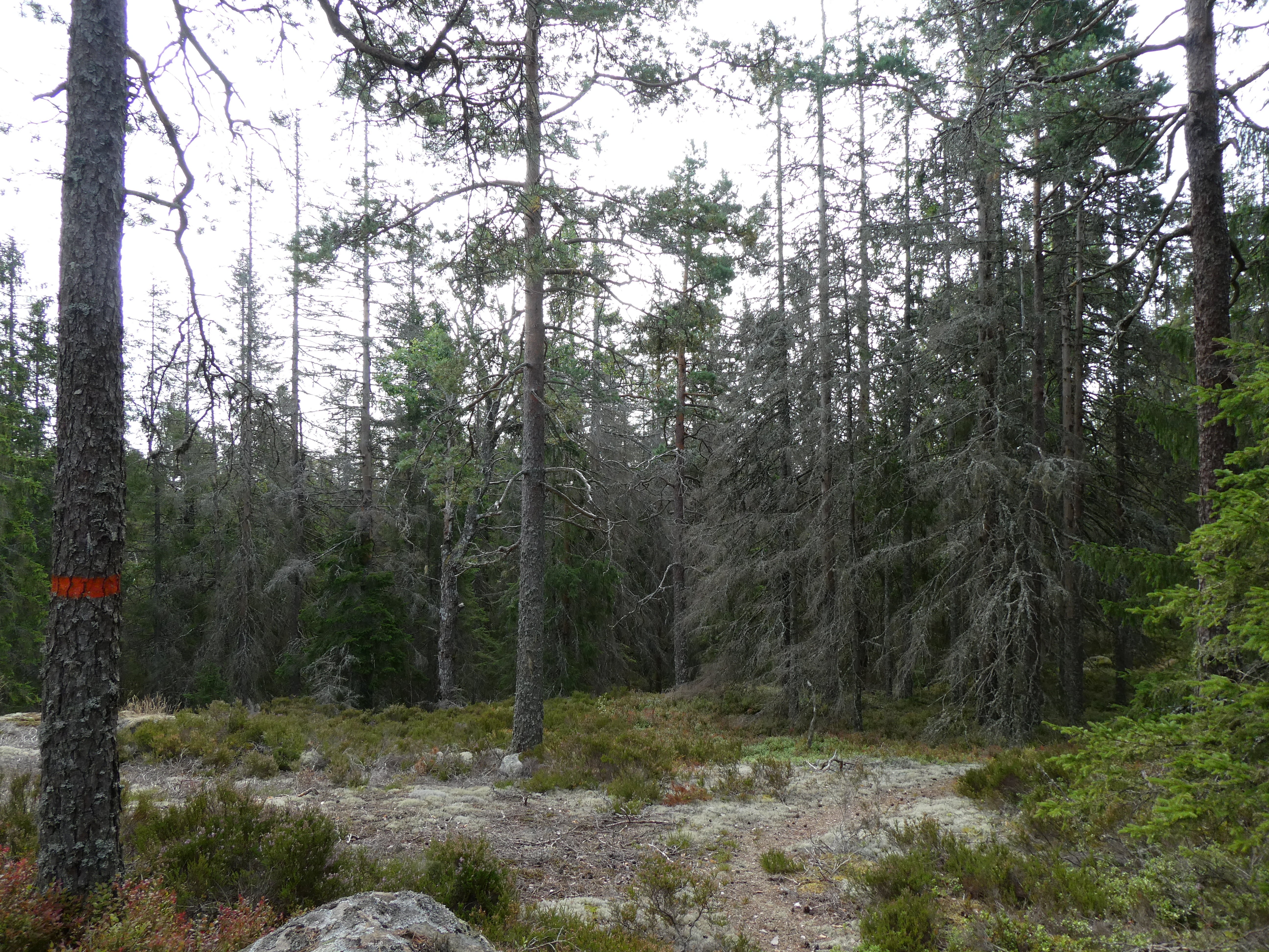 Äldre barrskog där leden är markerat med orange på ett av träden.