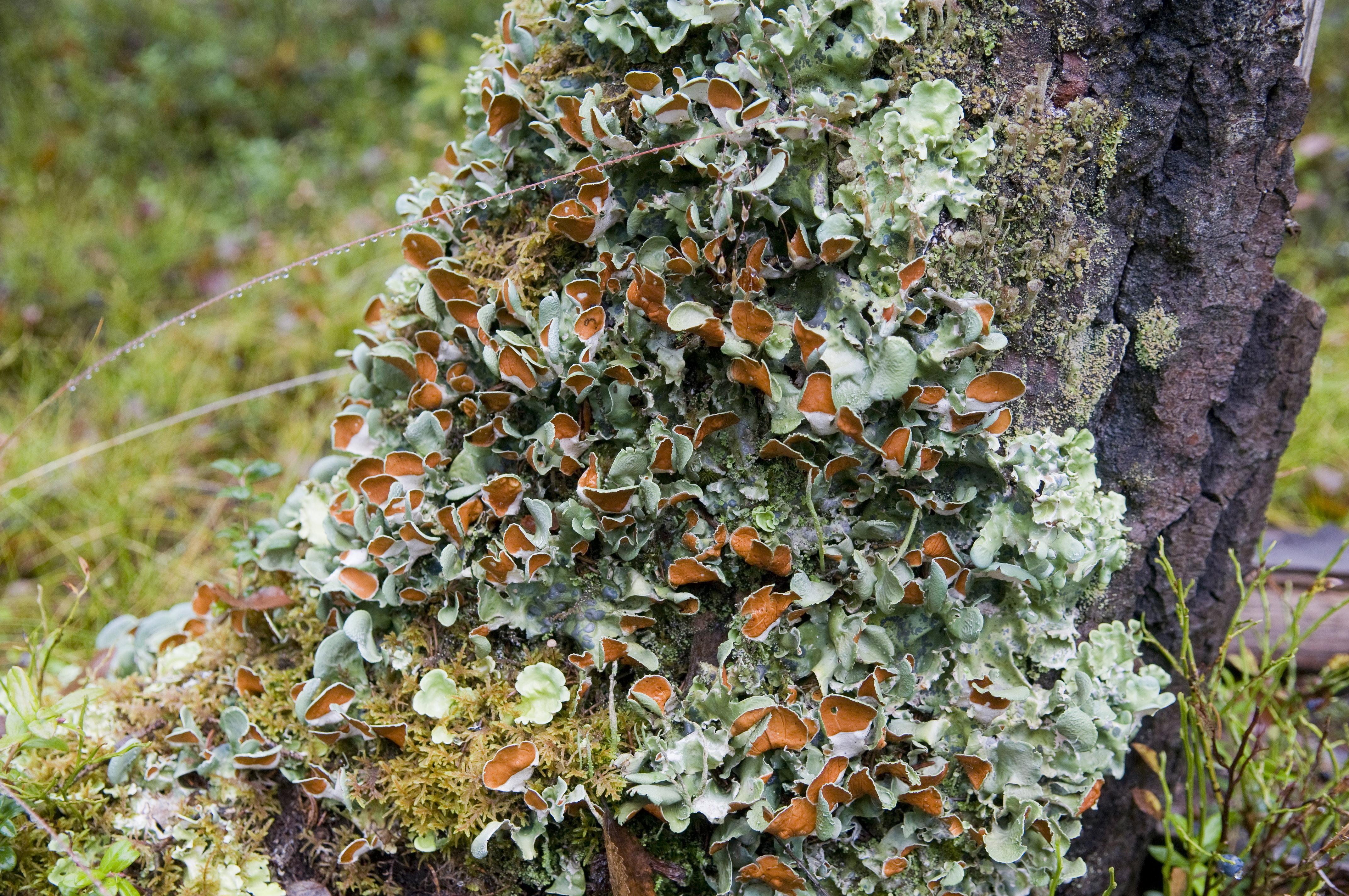 Buberget — Naturkartan